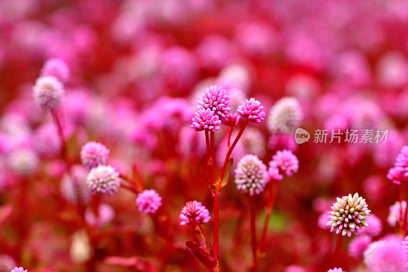 蒲桃/粉红Knotweed / Smartweed Flower